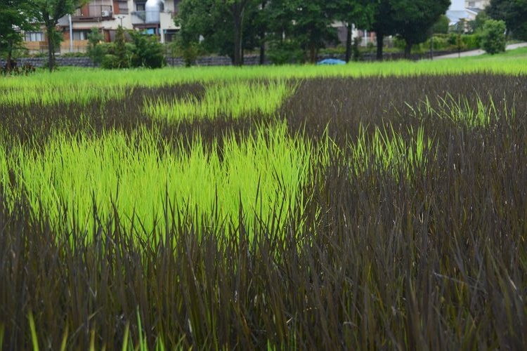 Tanbo Art (Arte de los Arrozales) 4