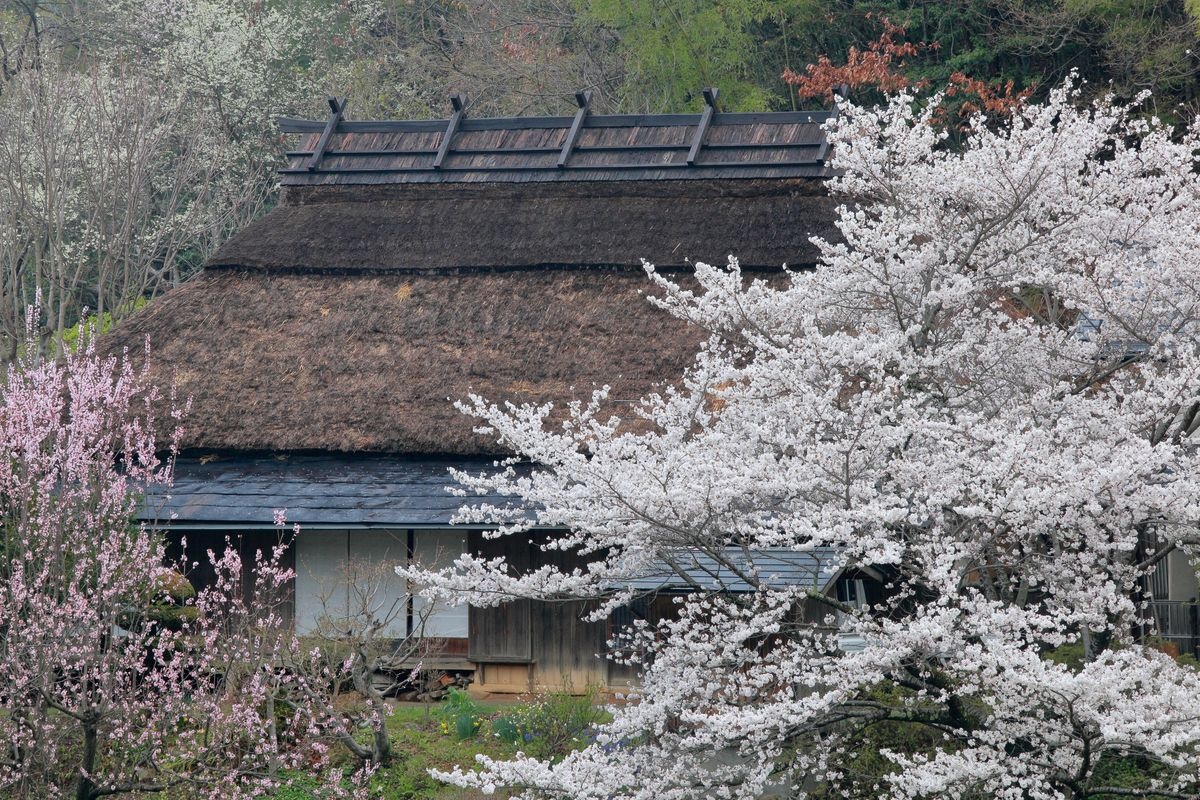 Tanimura-ke no Sakura (Tanimura Family Cherry Blossoms)