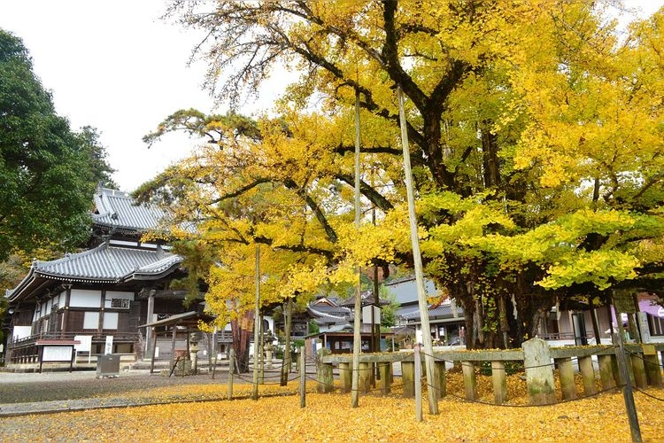 วัด Tanjo-ji 4