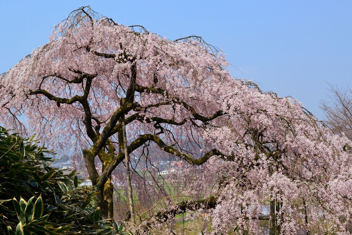 Shidarezakura de Tanokazugō