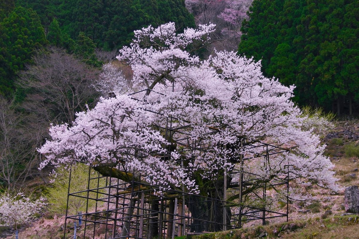 樽見の大桜