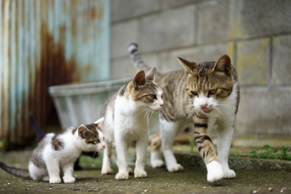 田代岛 (Tashirojima)
