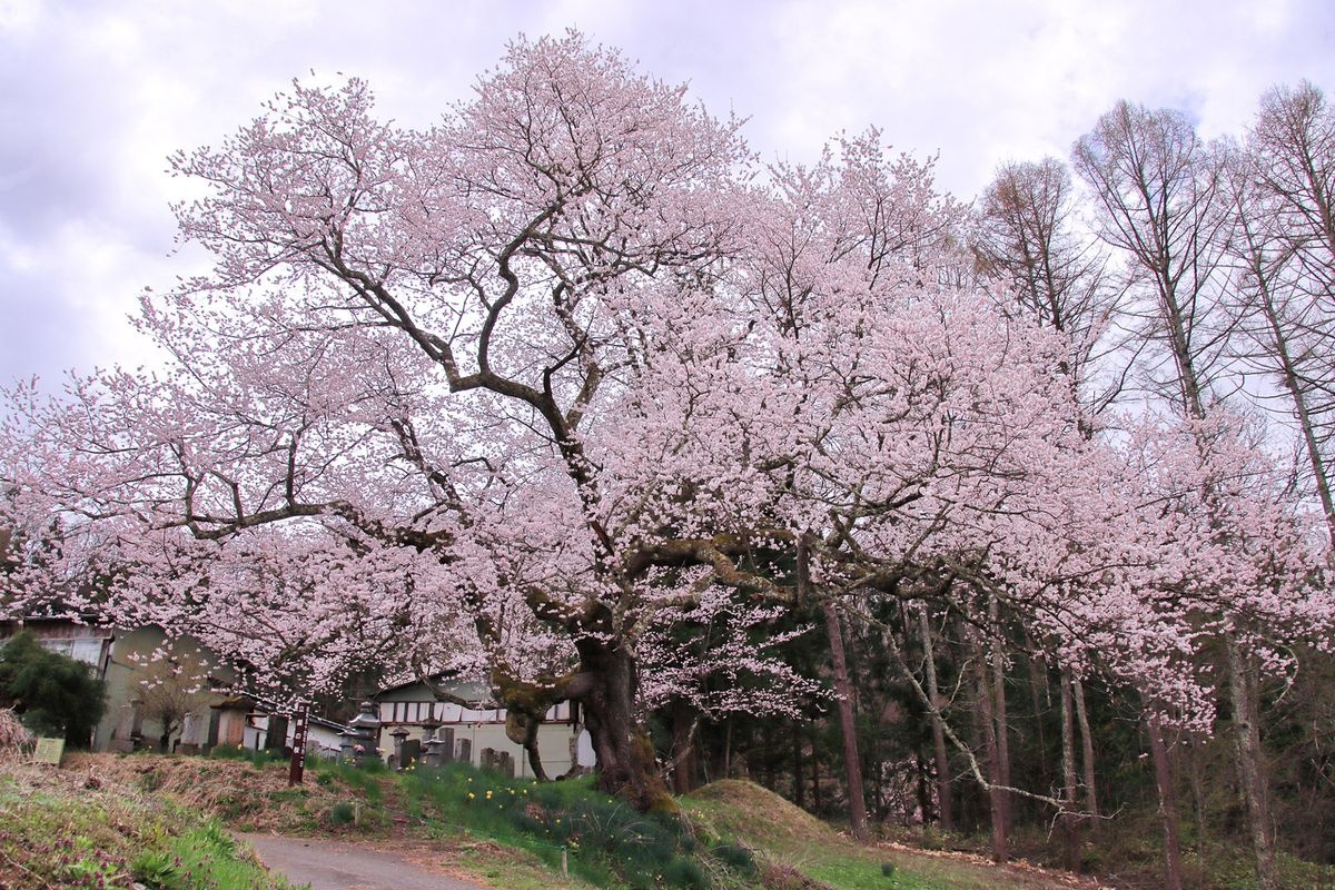Tateya no Sakura (Sakura de Tateya)