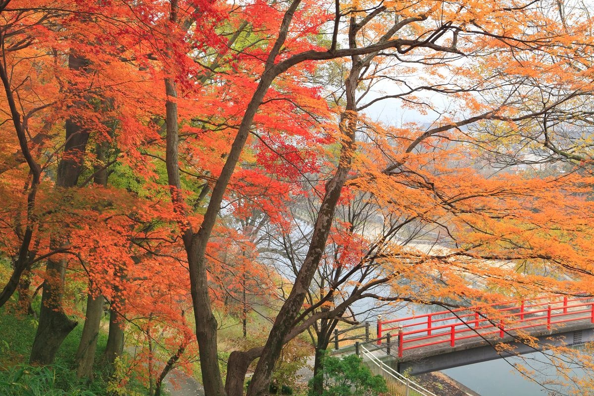 สวนสาธารณะทัตสึตะ (Tatsuta Park)