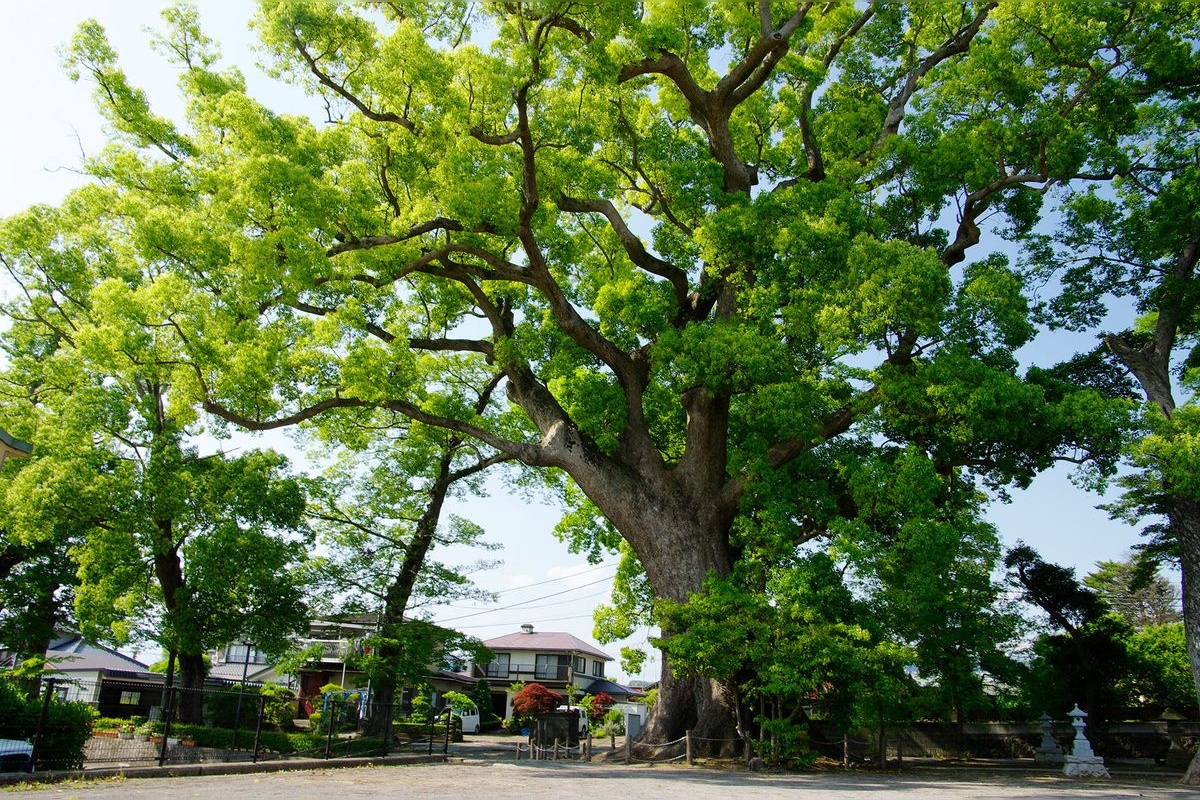 Tenchi Jinja
