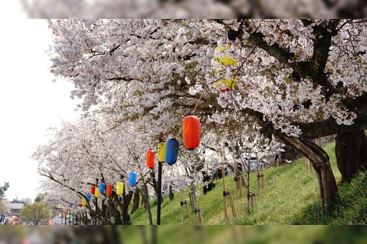 Tenno River Park 3