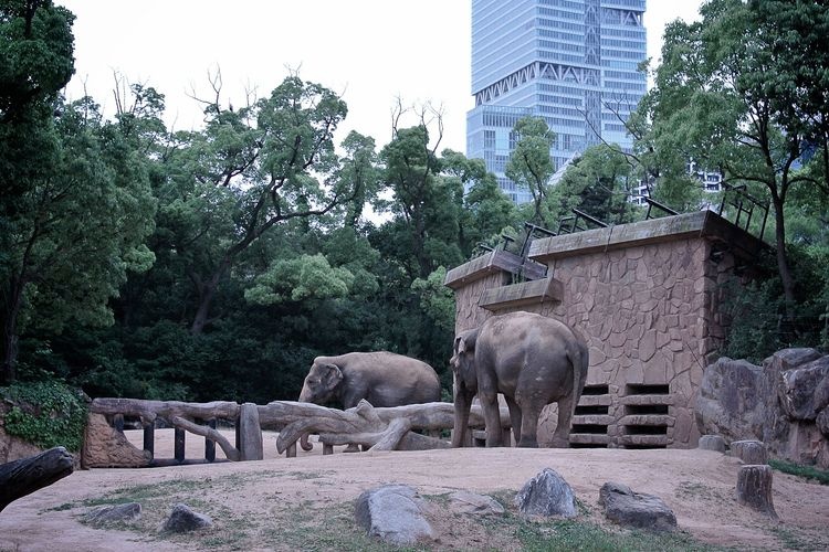 Zoo de Tennoji 3