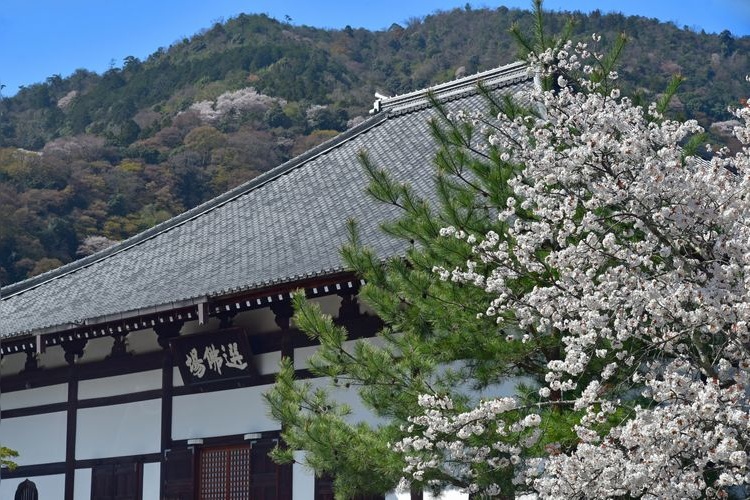 Tenryu-ji Temple 6