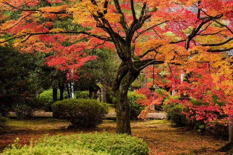 Tentoku-in 2