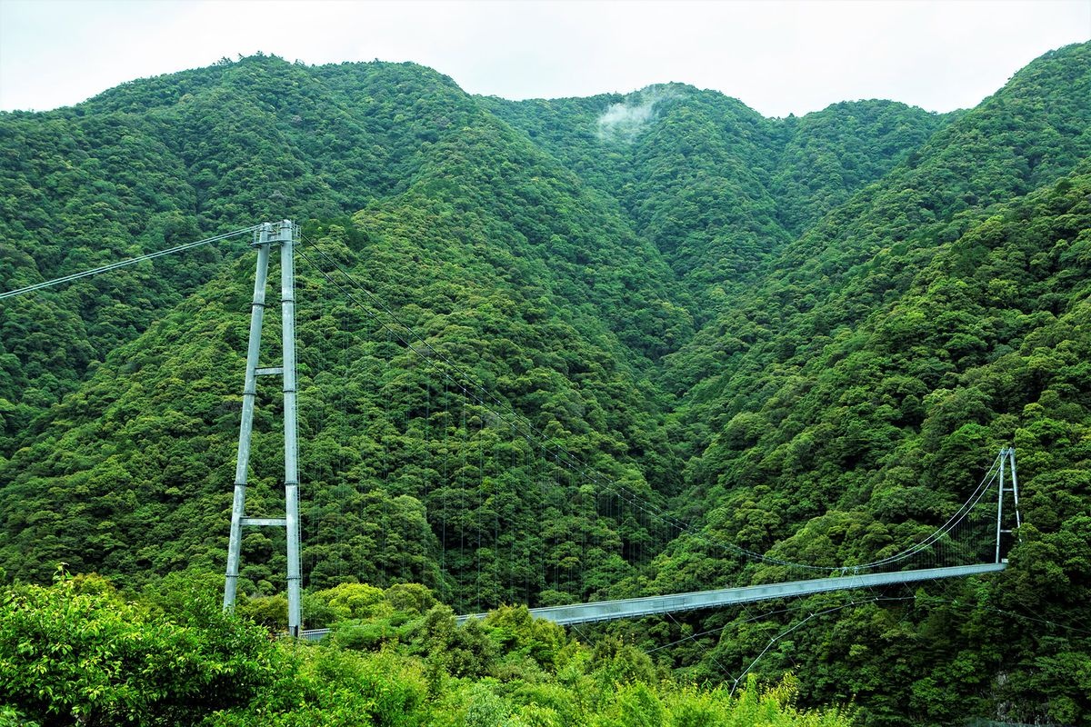 照葉大吊橋