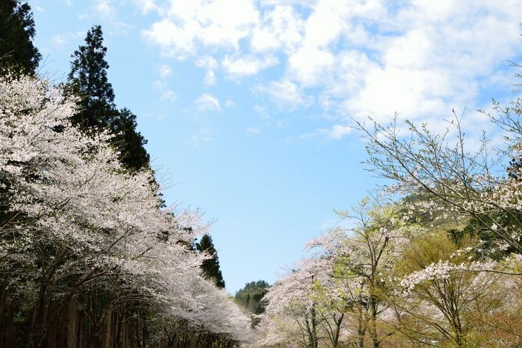 Terasogahara Senbonzakura Park
