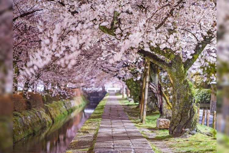 Philosopher's Path