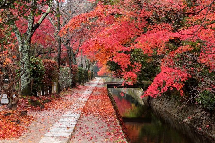 Philosopher's Path 3