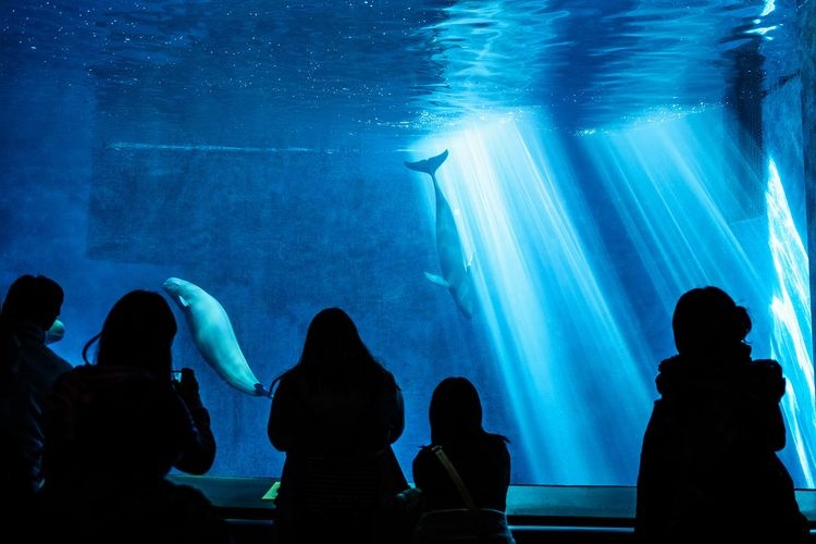 Aquarium de Toba