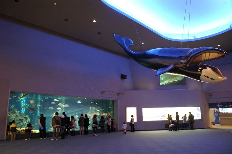 Toba Aquarium 3