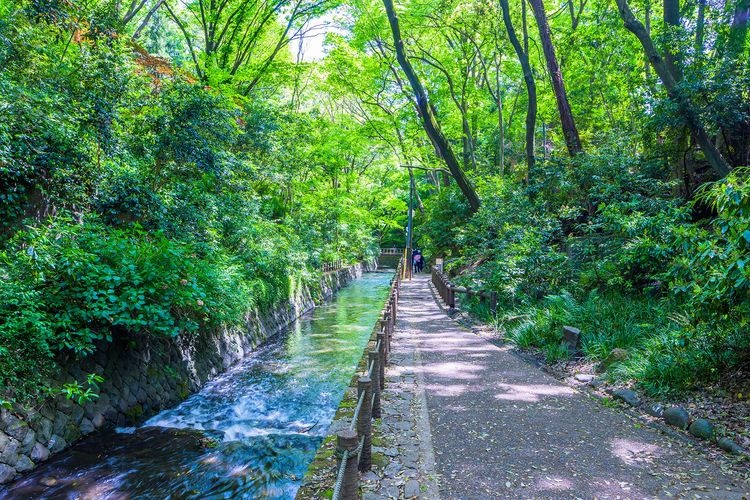 Todoroki Keikoku Park