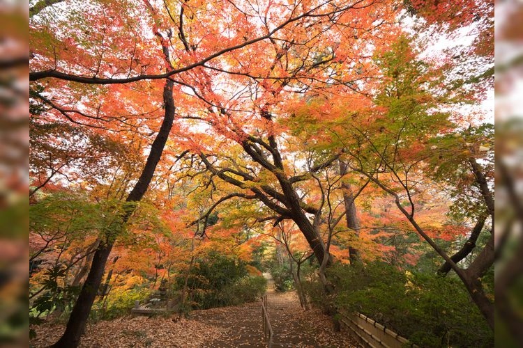 Todoroki Keikoku Park 3
