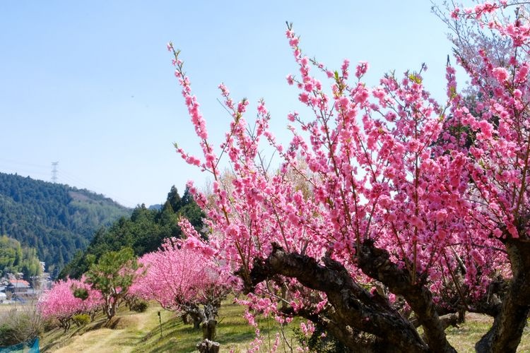 도겐쿄 (Togenkyo)