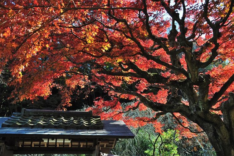 Tokeiji Temple 3