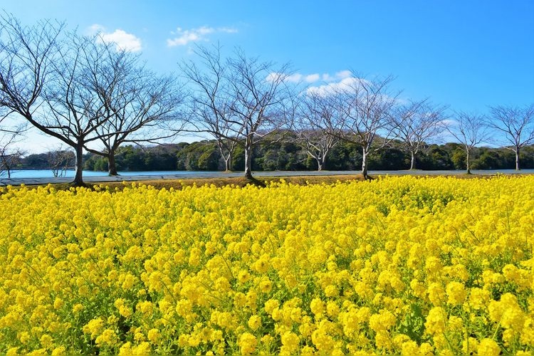 สวนโทกิวะ (Tokiwa Park)