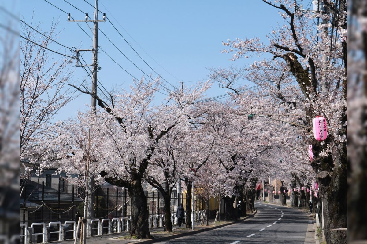 Jalan Sakura Tokiwadaira
