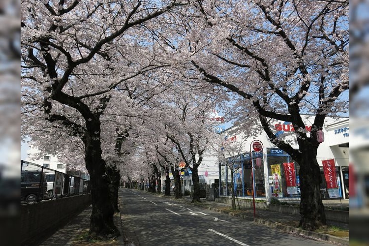 ถนนสายซากุระโทคิวาฮิระ (Tokiwahira Sakura Street)