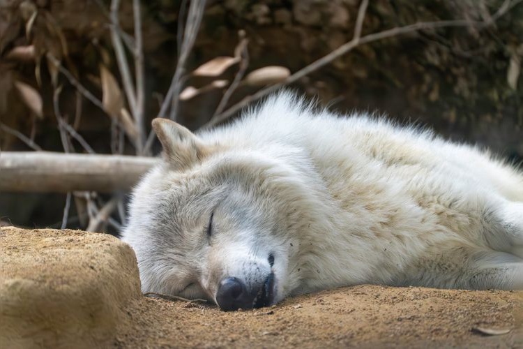 토쿠시마 동물원(とくしま動物園)