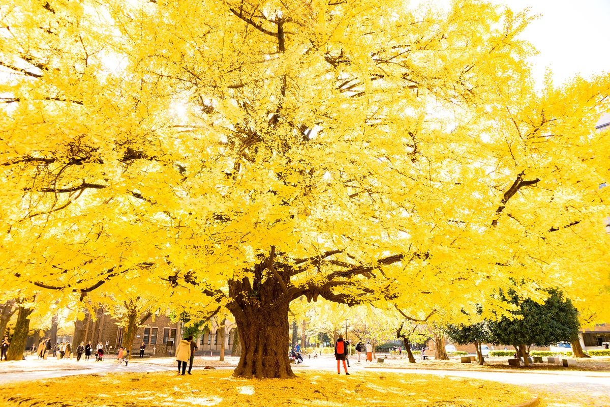 Université de Tokyo (Campus de Hongo)
