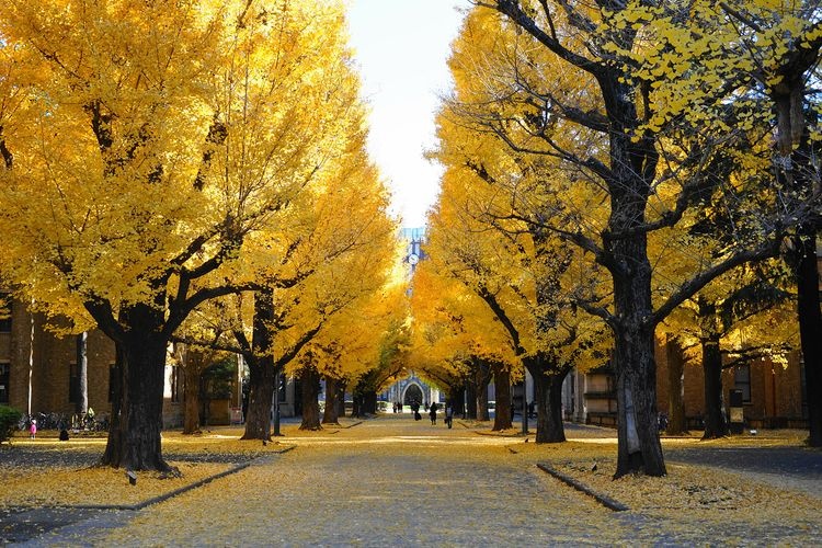 The University of Tokyo (Hongo Campus) 3