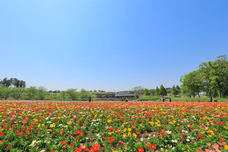 富田さとにわ耕園（千葉市富田都市農業交流センター） 3