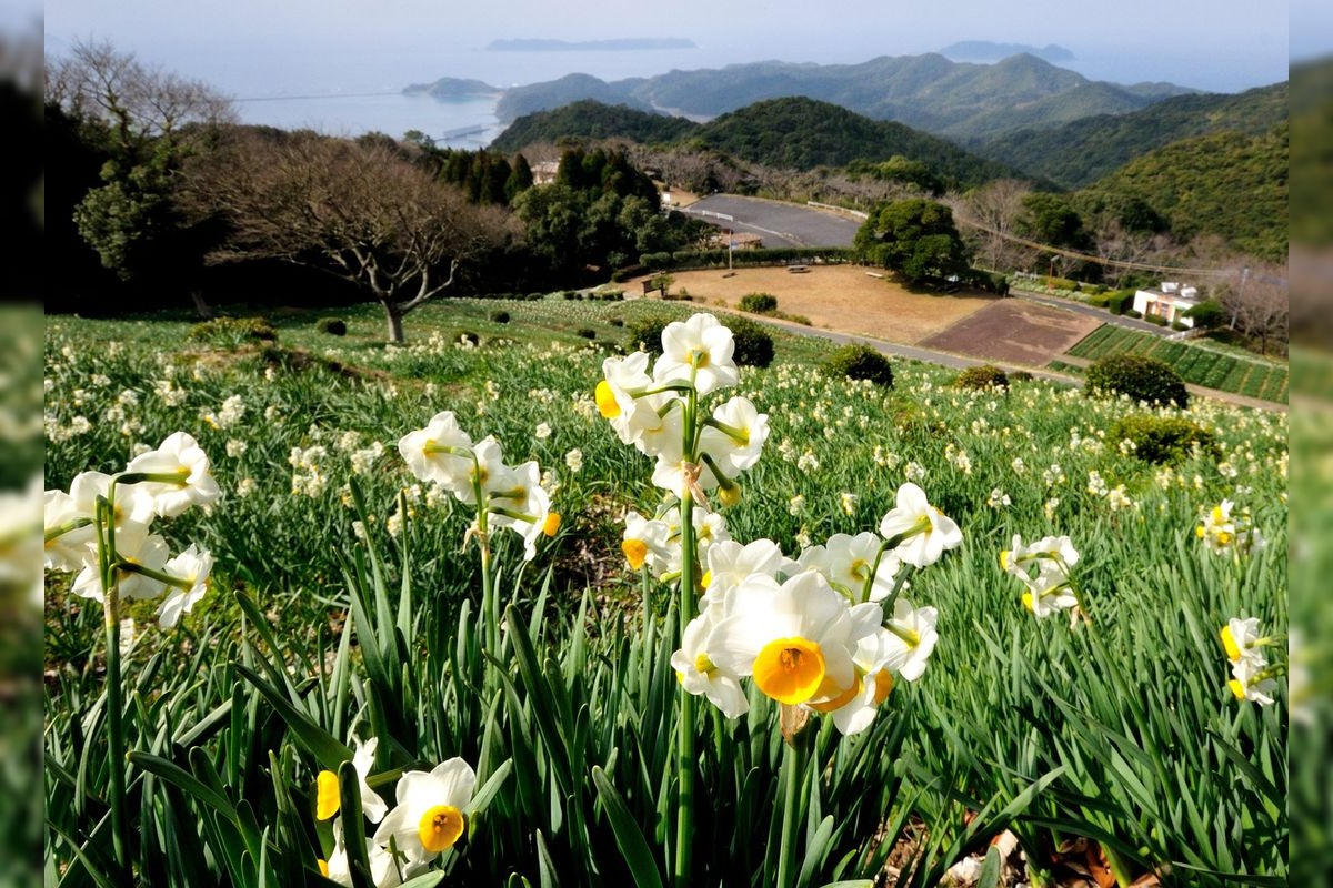 遠見山水仙公園