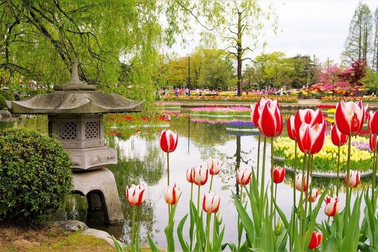 砺波チューリップ公園(チューリップ四季彩館) 3