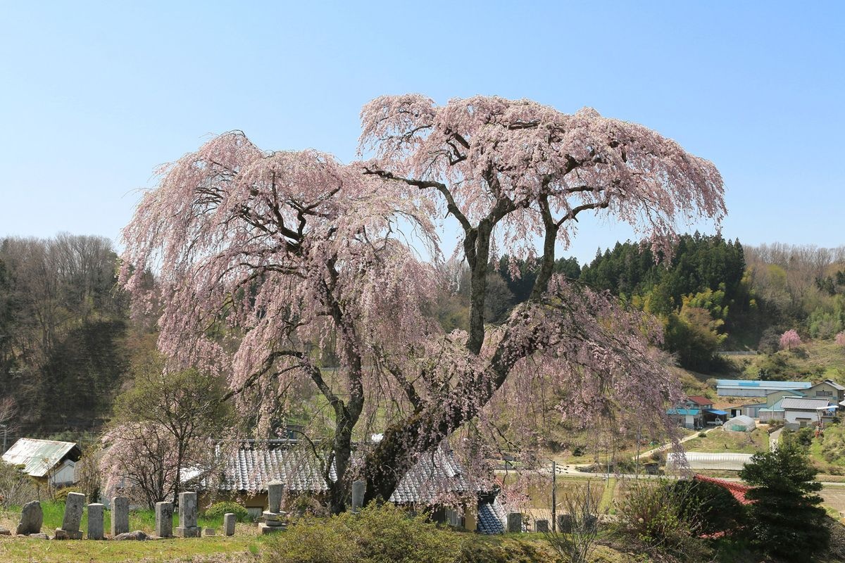 토노우치 벚꽃 (Tonouchi Sakura)