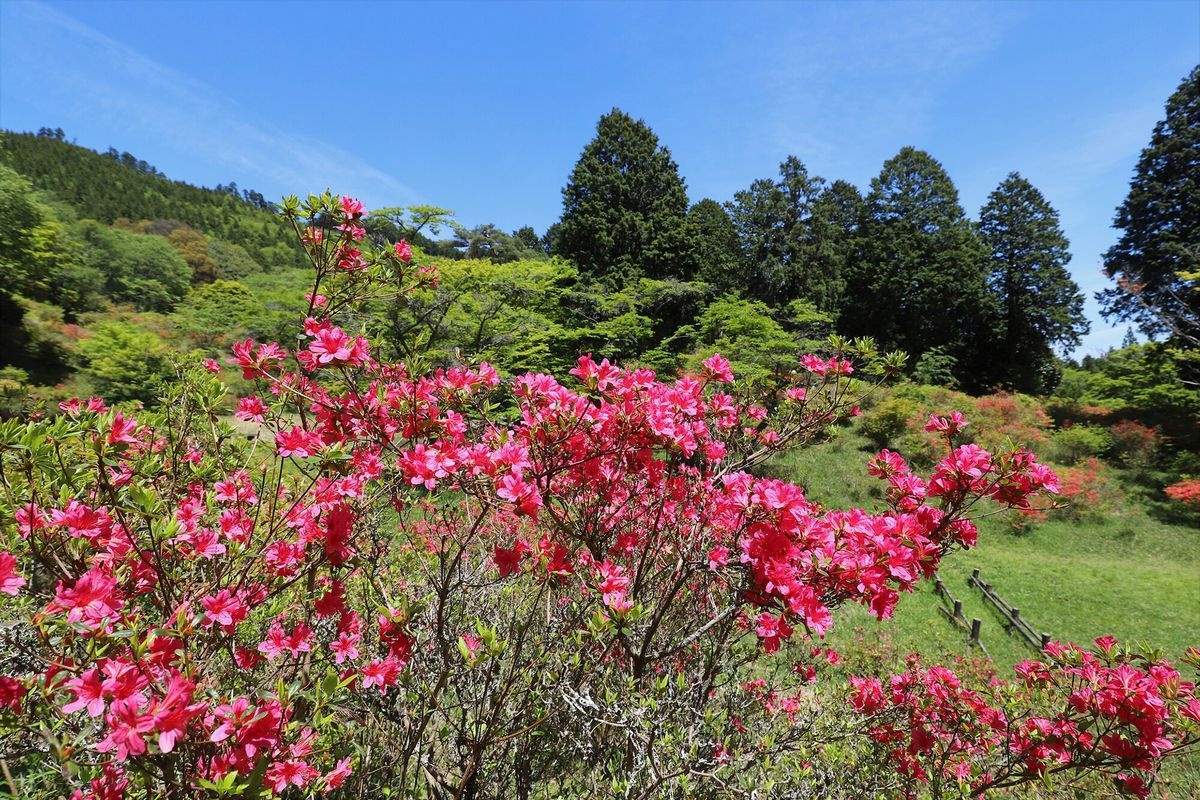 Parque Torimiyama