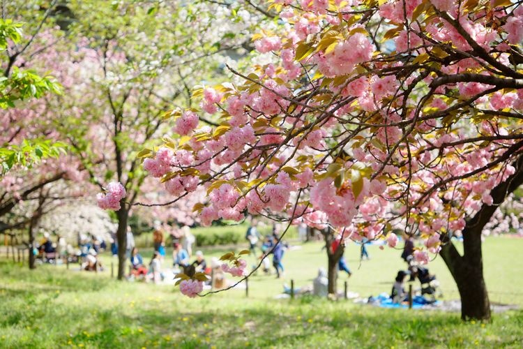 Toshi Nogyo Koen (Urban Agriculture Park)