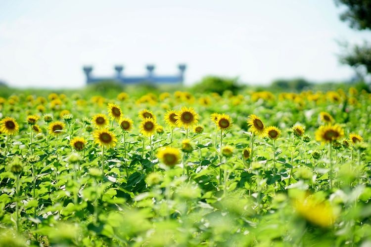 Toshi Nogyo Koen (Urban Agriculture Park) 3
