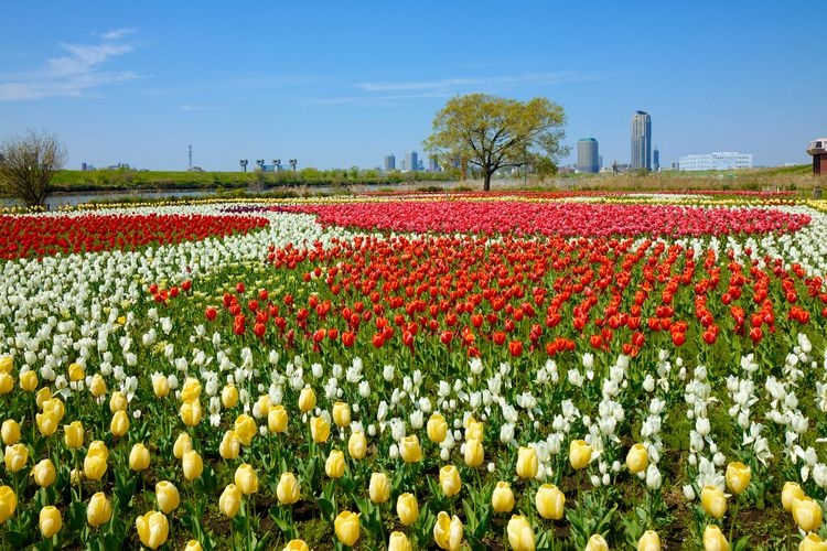 Toshi Nogyo Koen (Urban Agriculture Park) 4