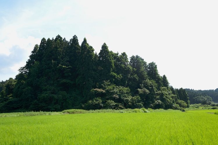 トトロの森（狭山丘陵） 2