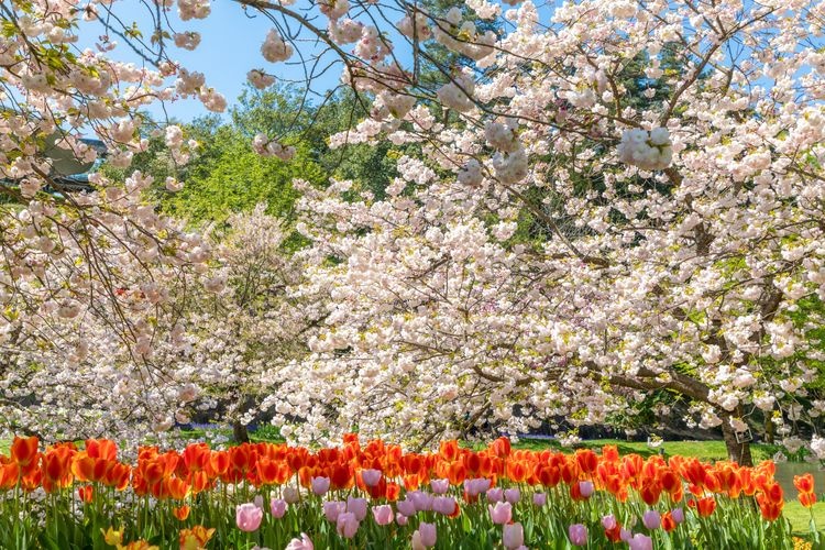 鳥取花迴廊 (Tottori Flower Corridor)