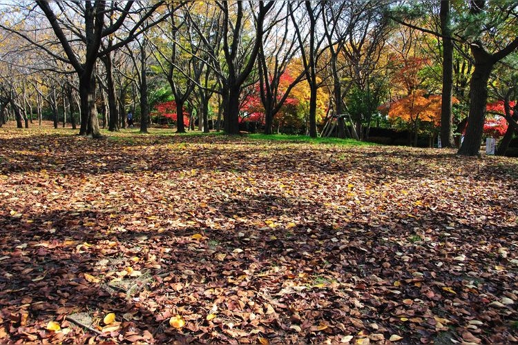Toriyanogata Park