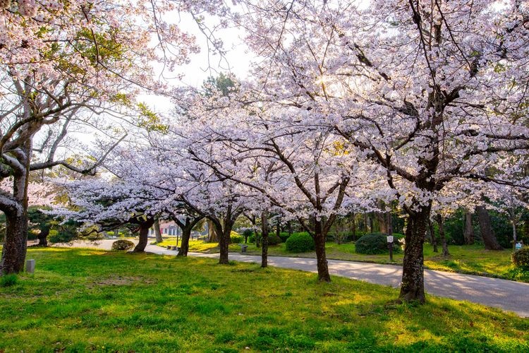 豊橋公園（吉田城跡） 2