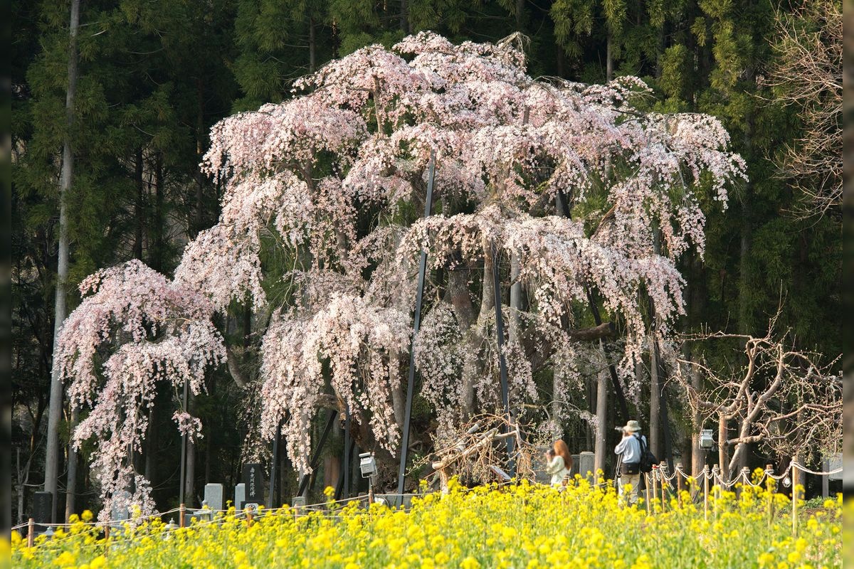Tsuoi no Sakura