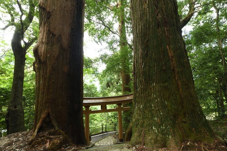 继樱王子 (Tsugizakura Oji) 2
