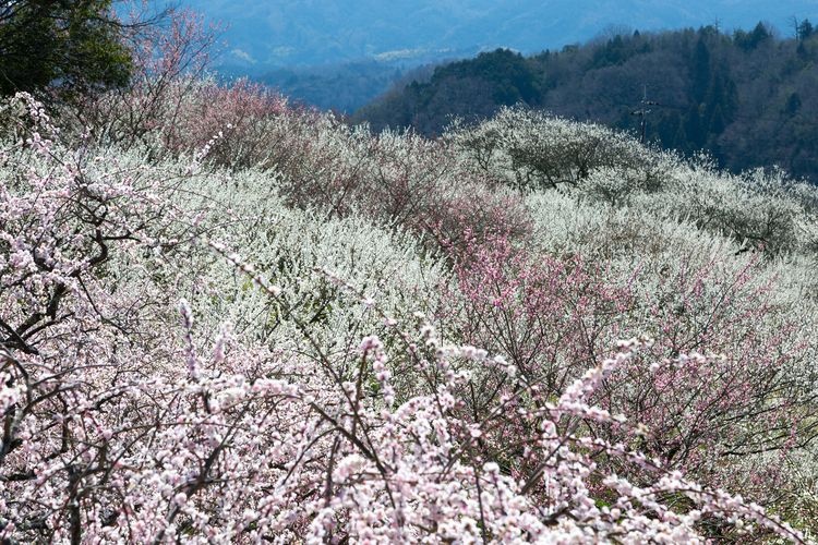 月ヶ瀬梅林