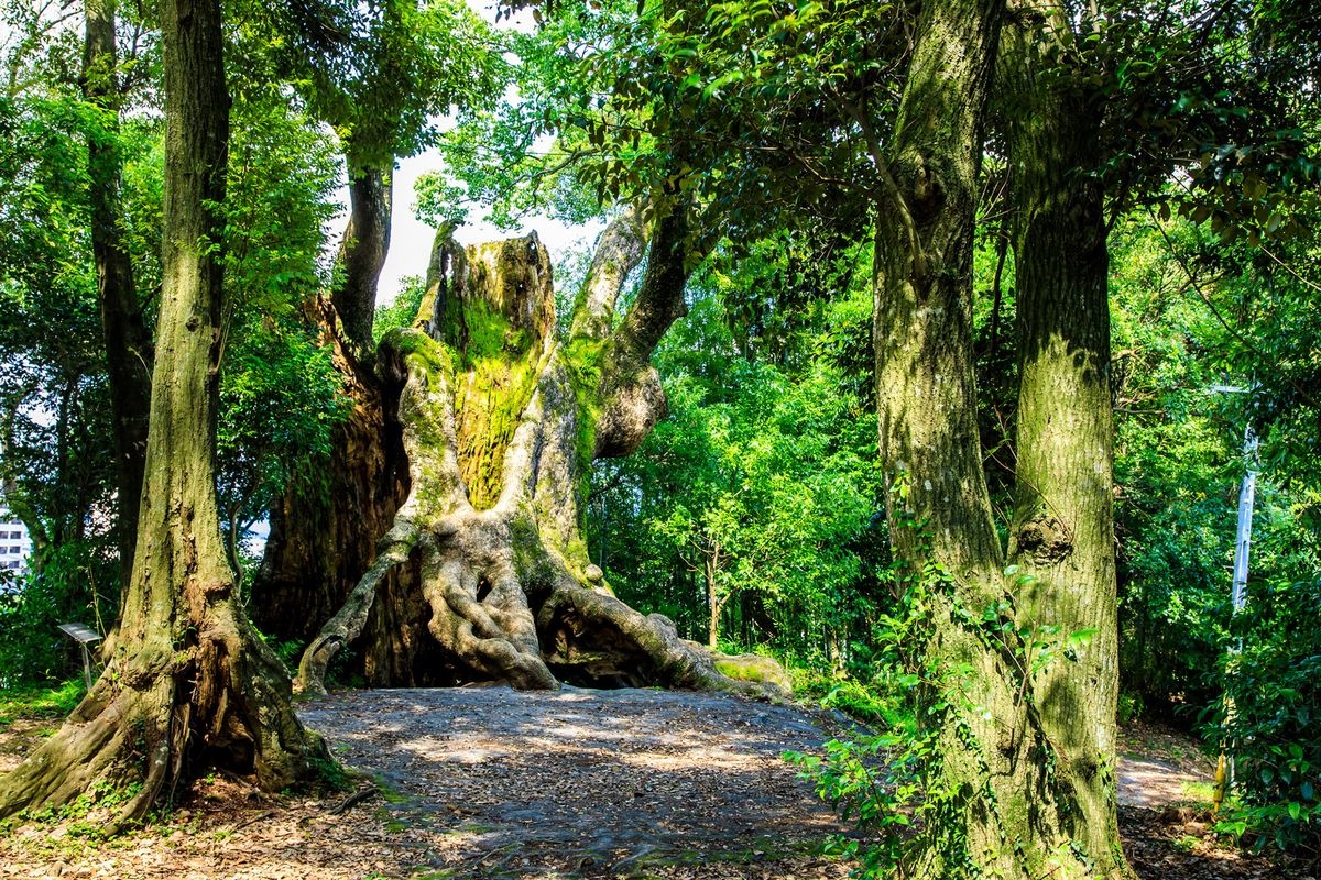 Tsukazaki no Okusu (The Great Camphor Tree of Tsukazaki)