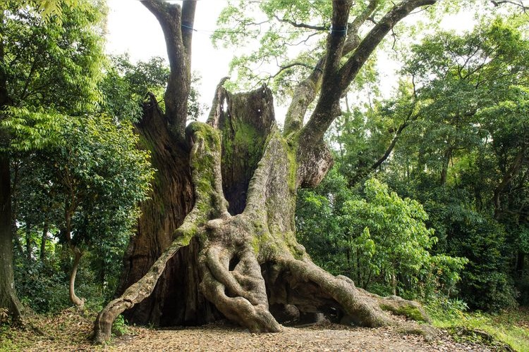 Tsukazaki no Okusu (The Great Camphor Tree of Tsukazaki)