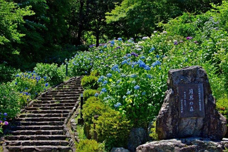 月見の森