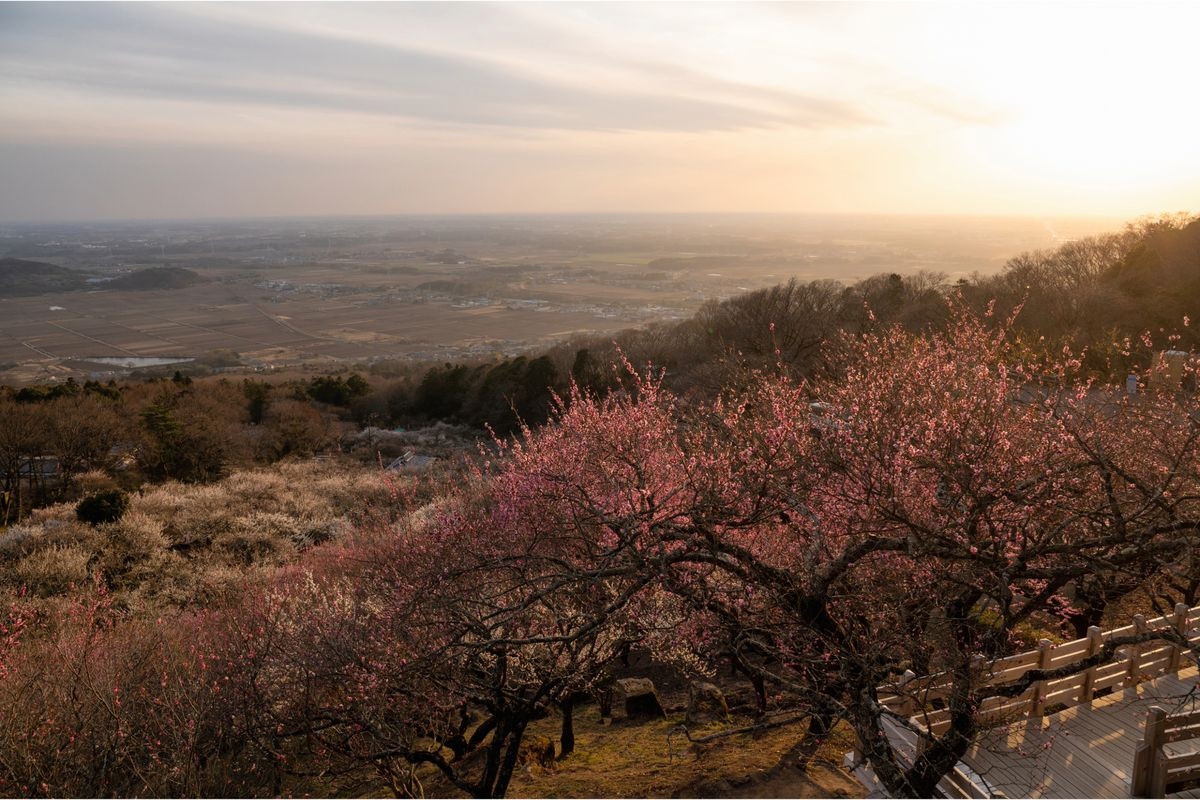 Tsukubasan Bairin (Bosque de Ciruelos de Monte Tsukuba)