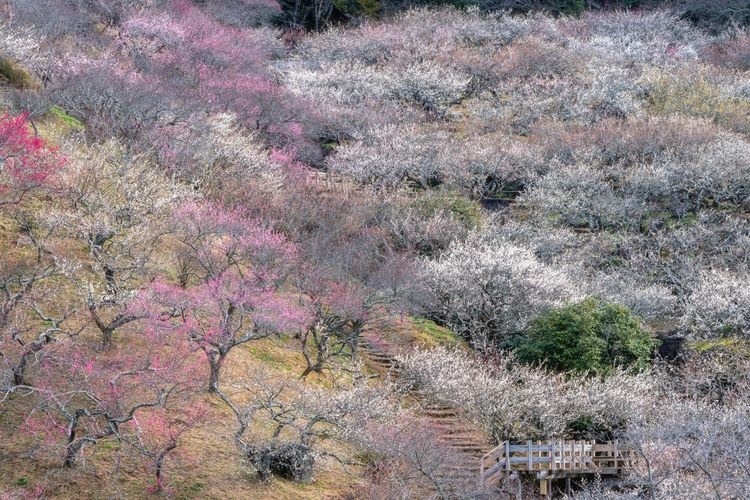 Tsukubasan Bairin (Bosque de Ciruelos de Monte Tsukuba)
