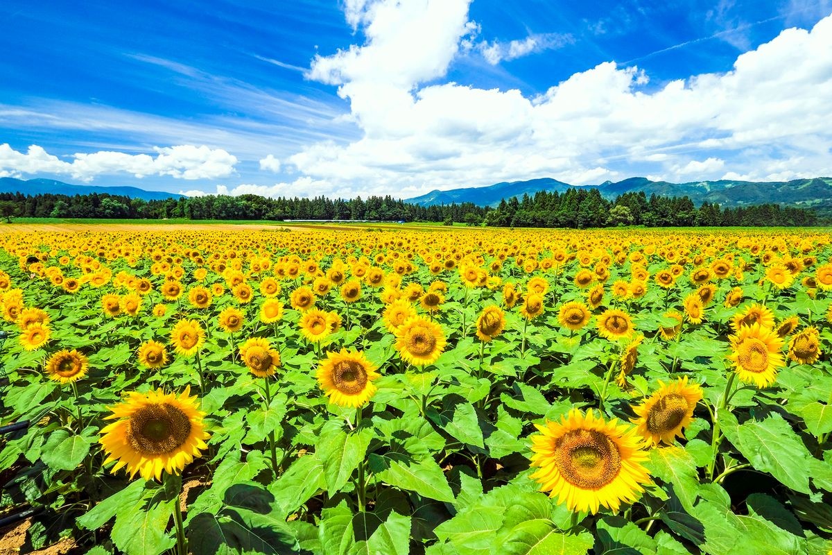 Tsunan Sunflower Square